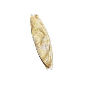 VEJIGAS SECAS CALIBRE MEDIANO